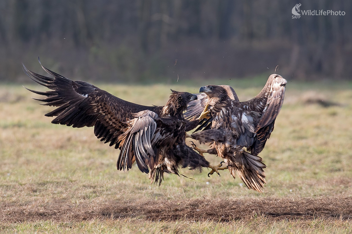 Šarvanci (Ľubomír Ondráško)
