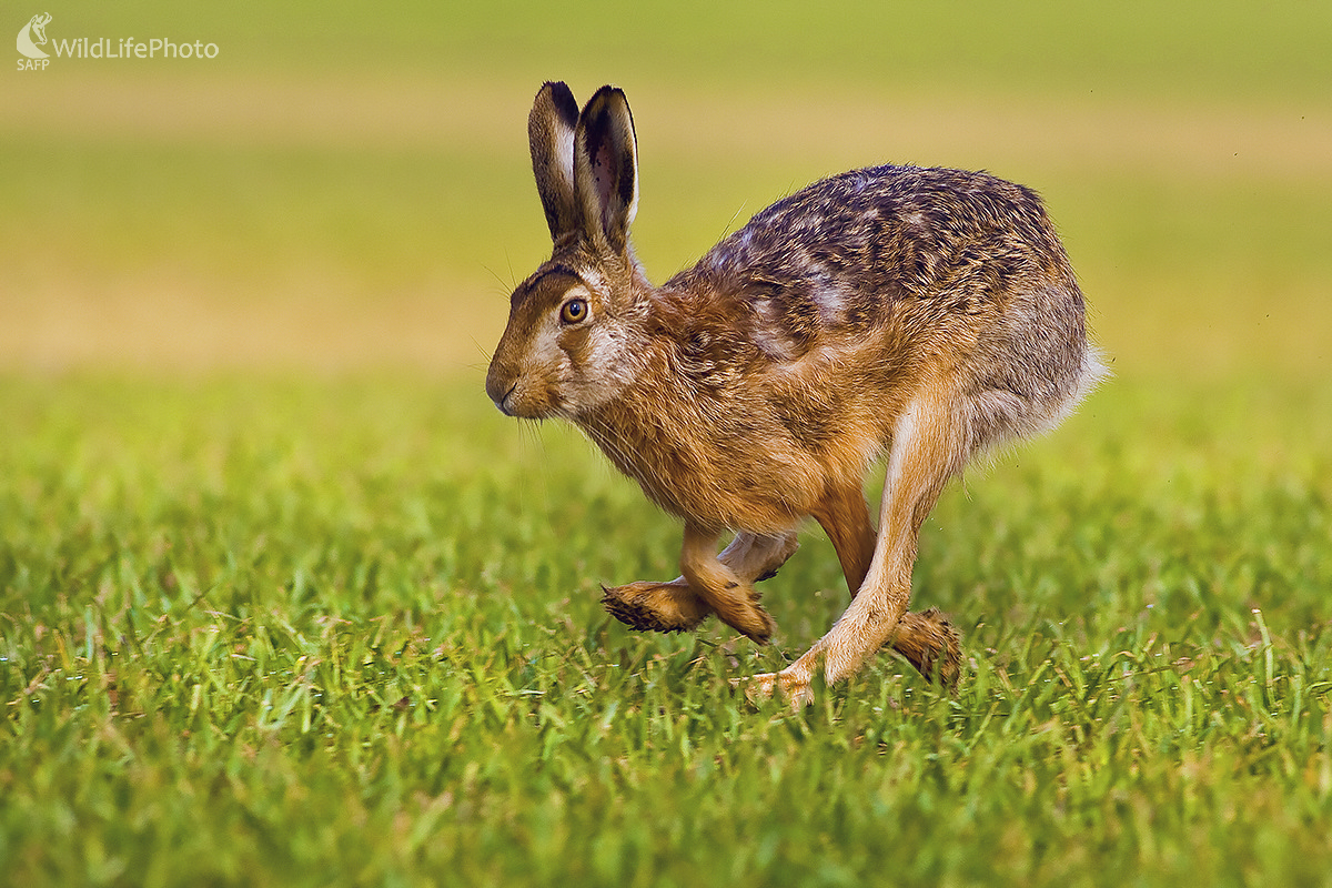 Na úteku (Ivan Godál)