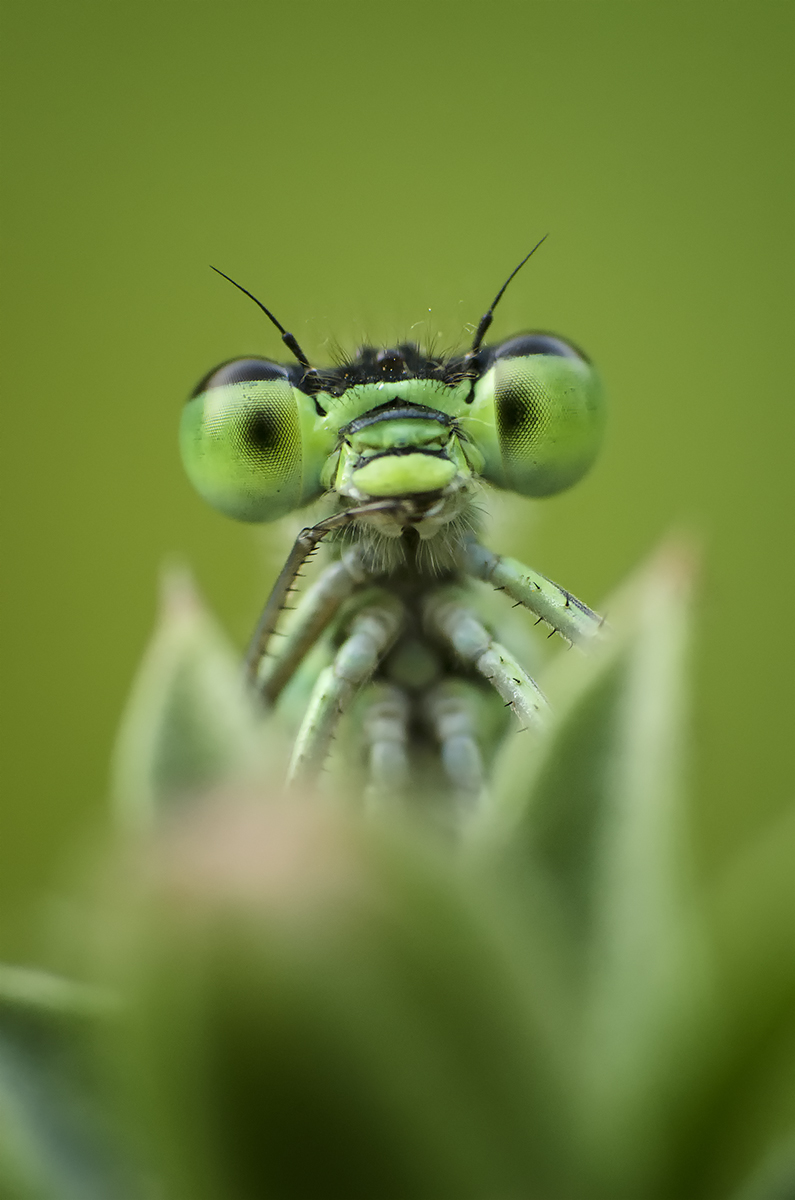 Kuk... (Peter Fodor)