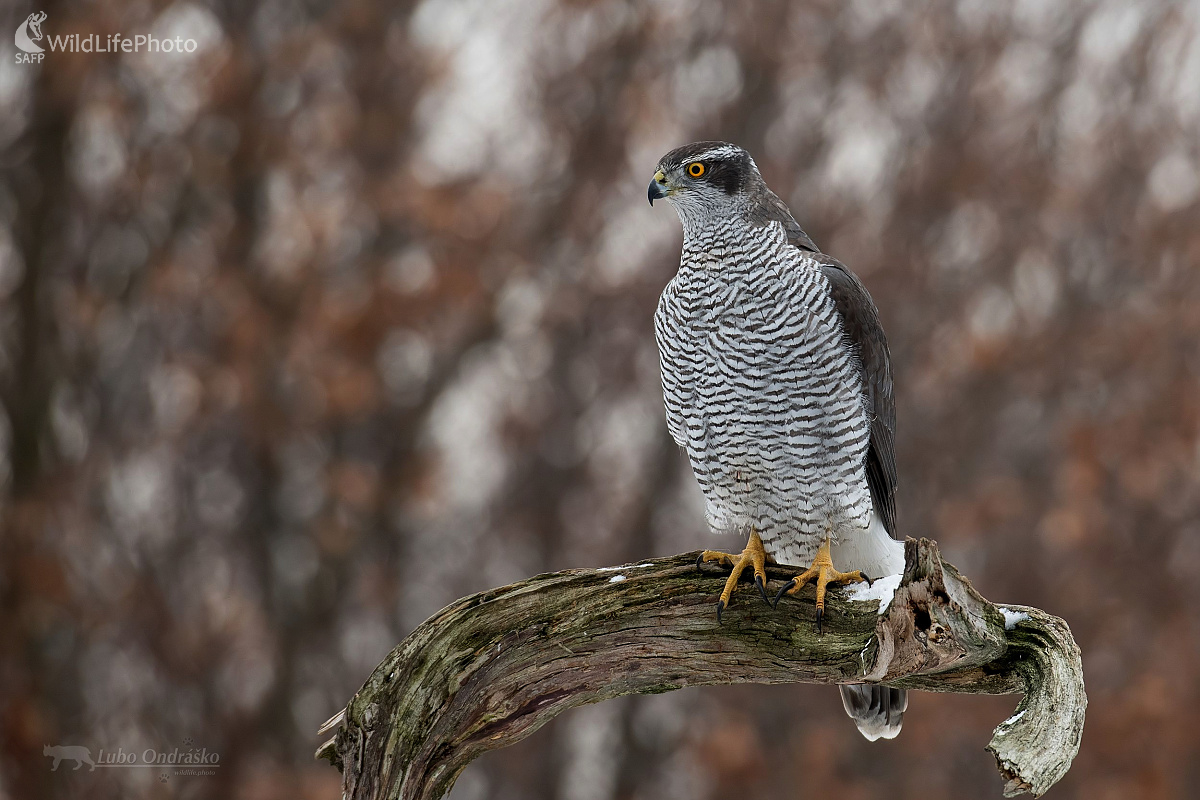 Jastrab  (Ľubomír Ondráško)