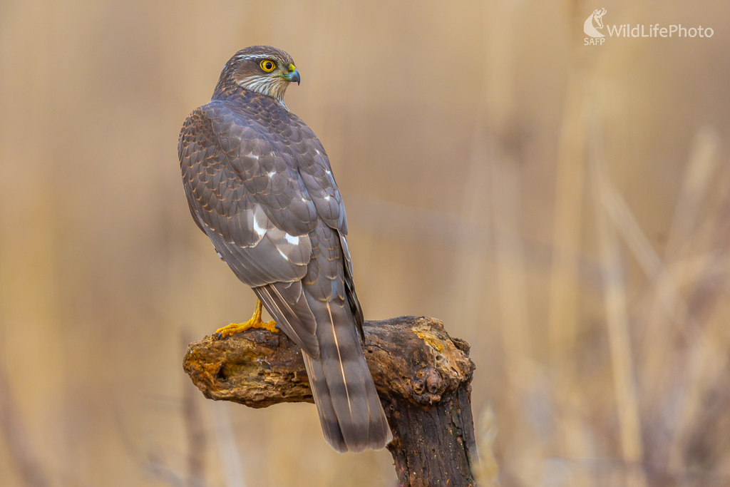 Jastrab krahulec, The Eurasian sparrowhawk (Accipiter nisus) (Jaroslav Praženka)