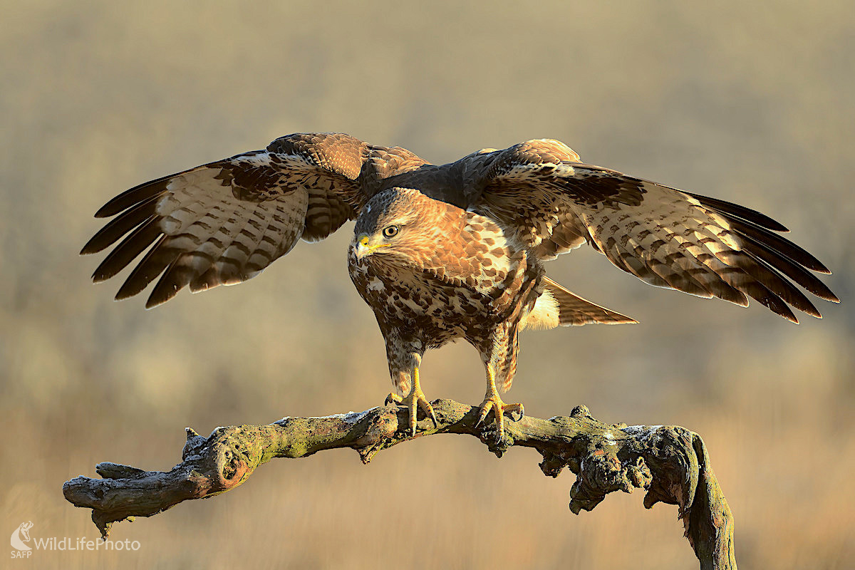 V   akcii... (Vladimír Sabo)