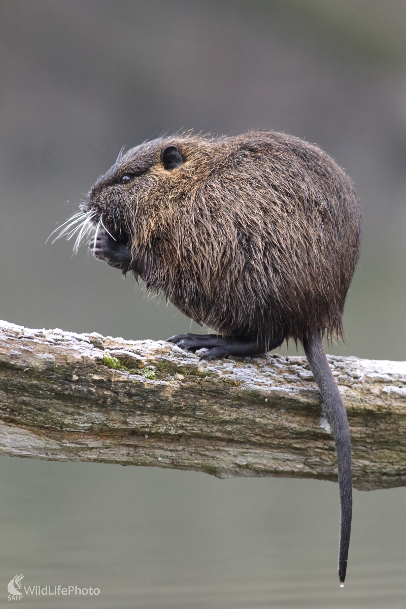 Mrazivé ráno (Jaroslav Šubjak)