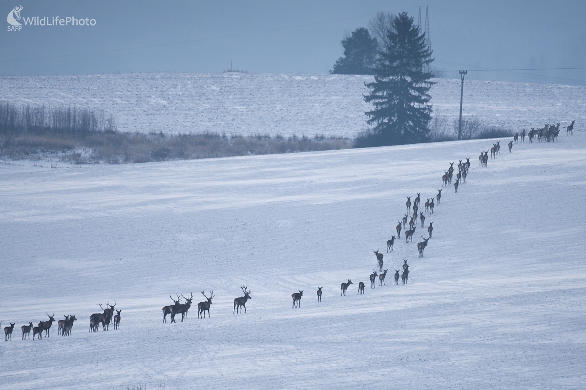 Zimná črieda (František Hromada)