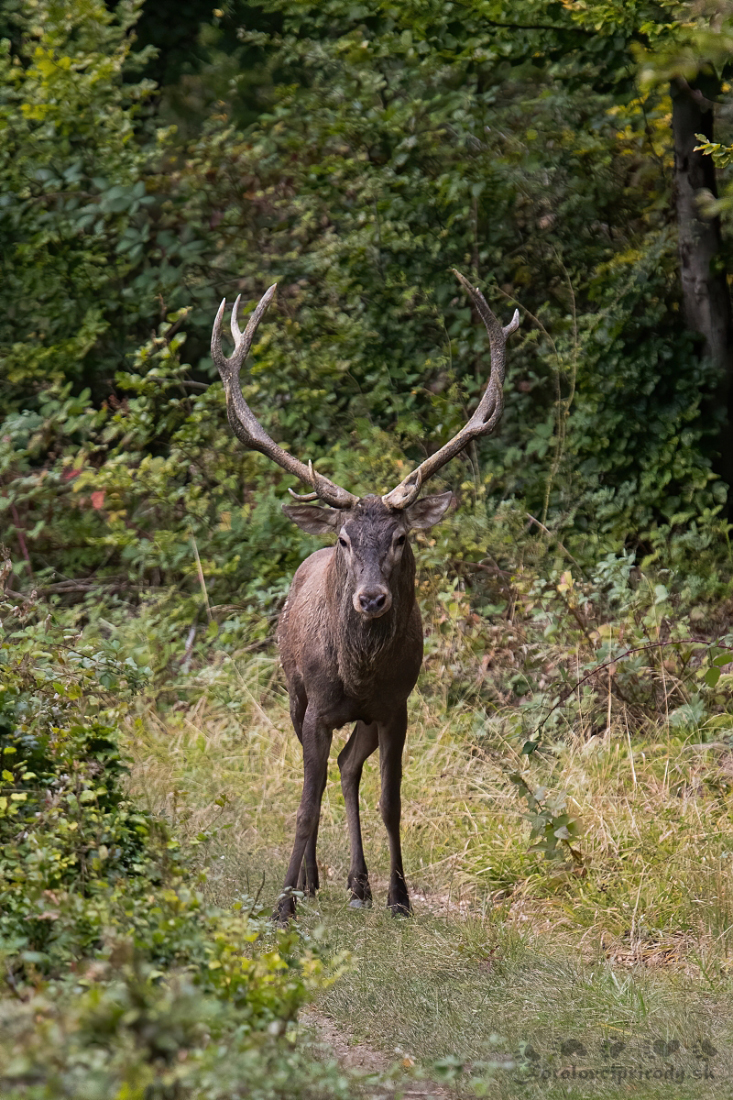 Jelenia ruja 2019 (Erik Vondra)