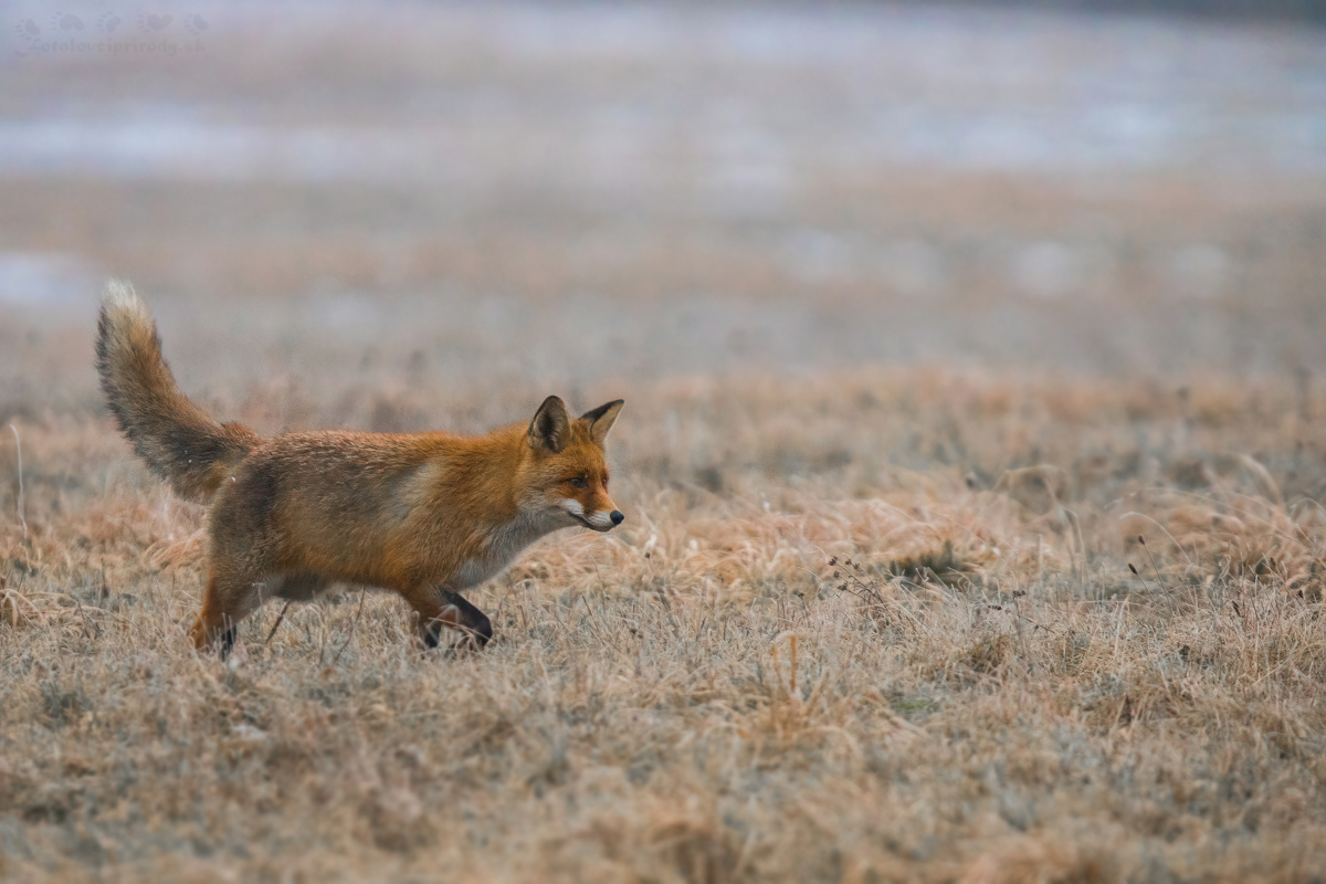 Za korisťou (Erik Vondra)