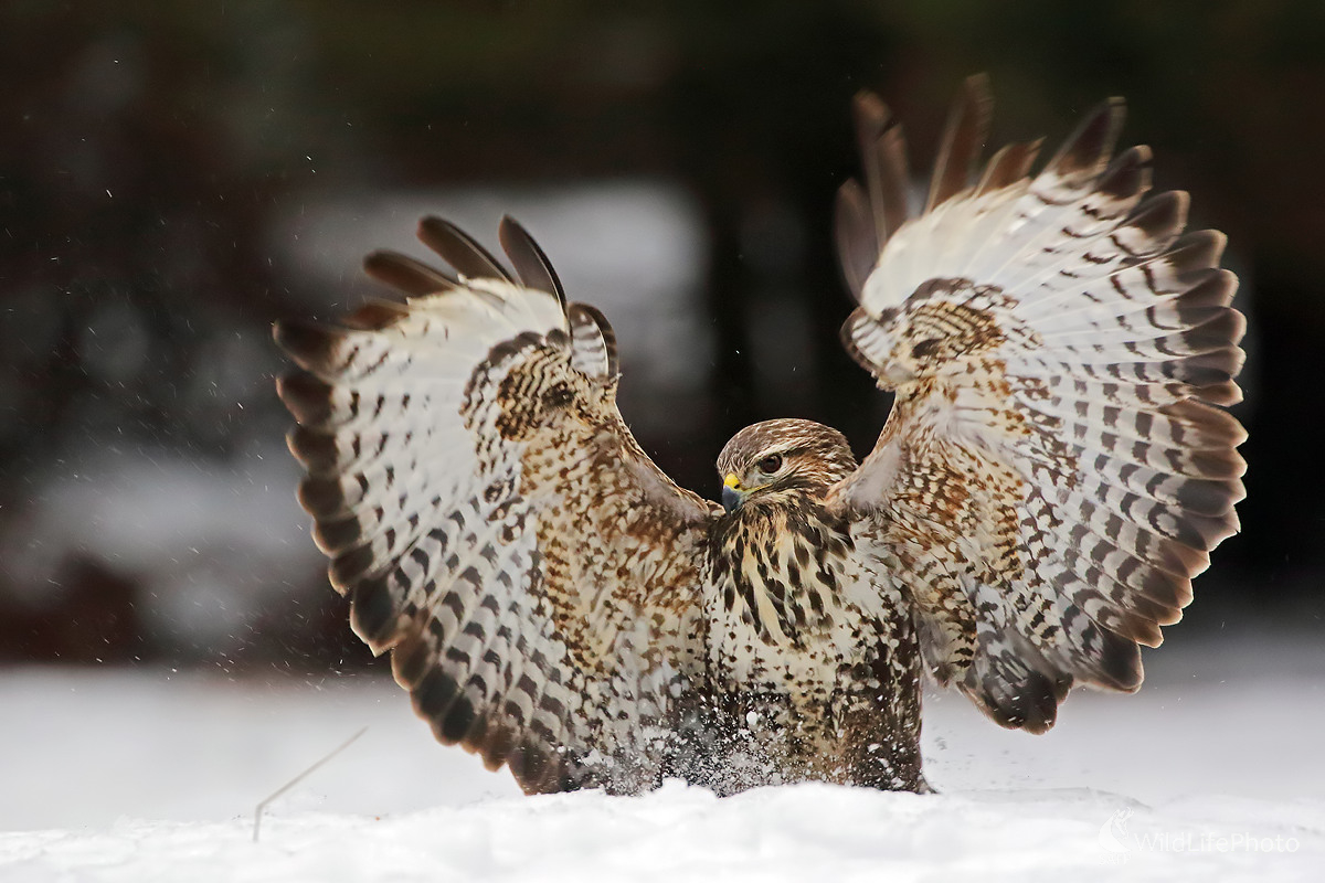 Dirigent (Peter Jurík)