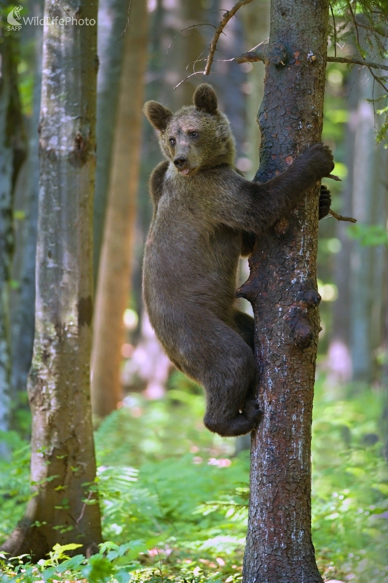 Ako opica (František Hromada)