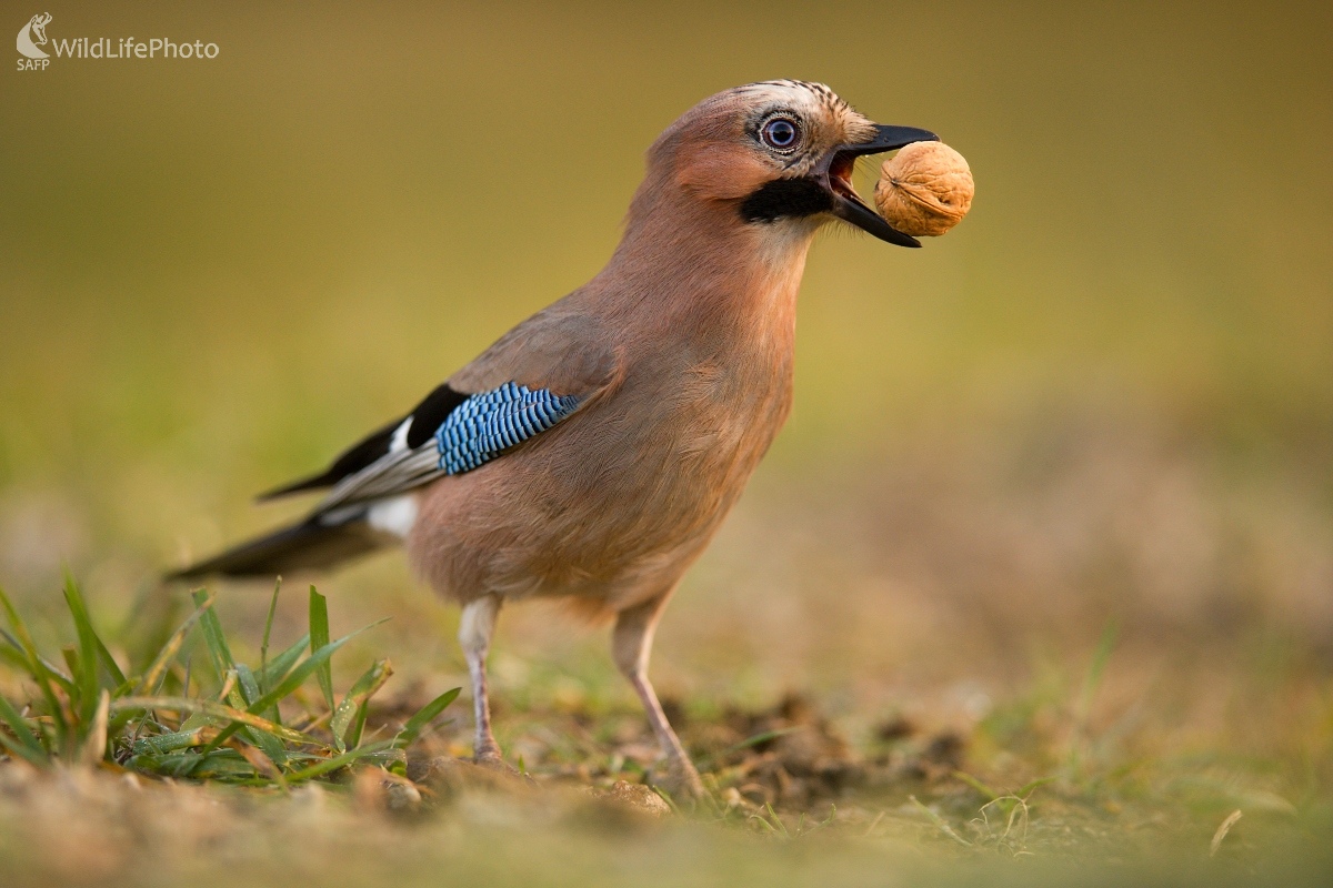 Zásoby na zimu (František Hromada)