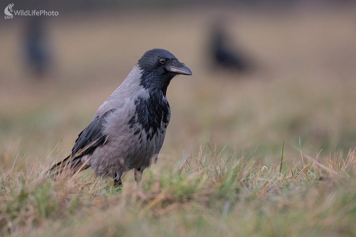 Vrana (Ľubomír Ondráško)