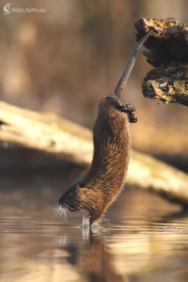 Skokan (Jaroslav Šubjak)