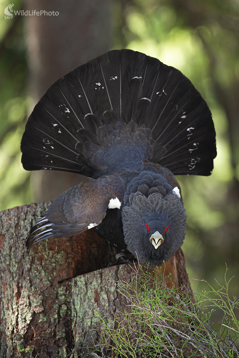 Hlucháň (Ivan Godál)