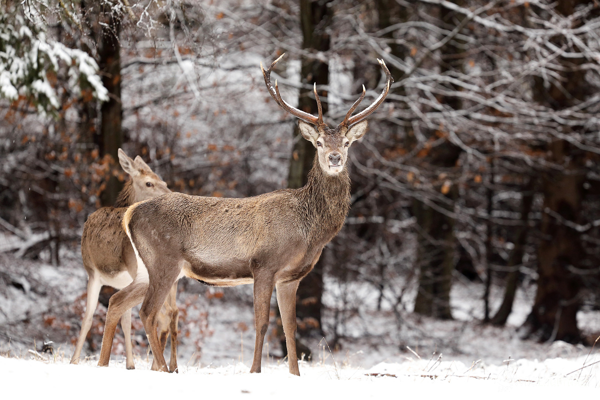 Zimná ... (Marián Jamrich)