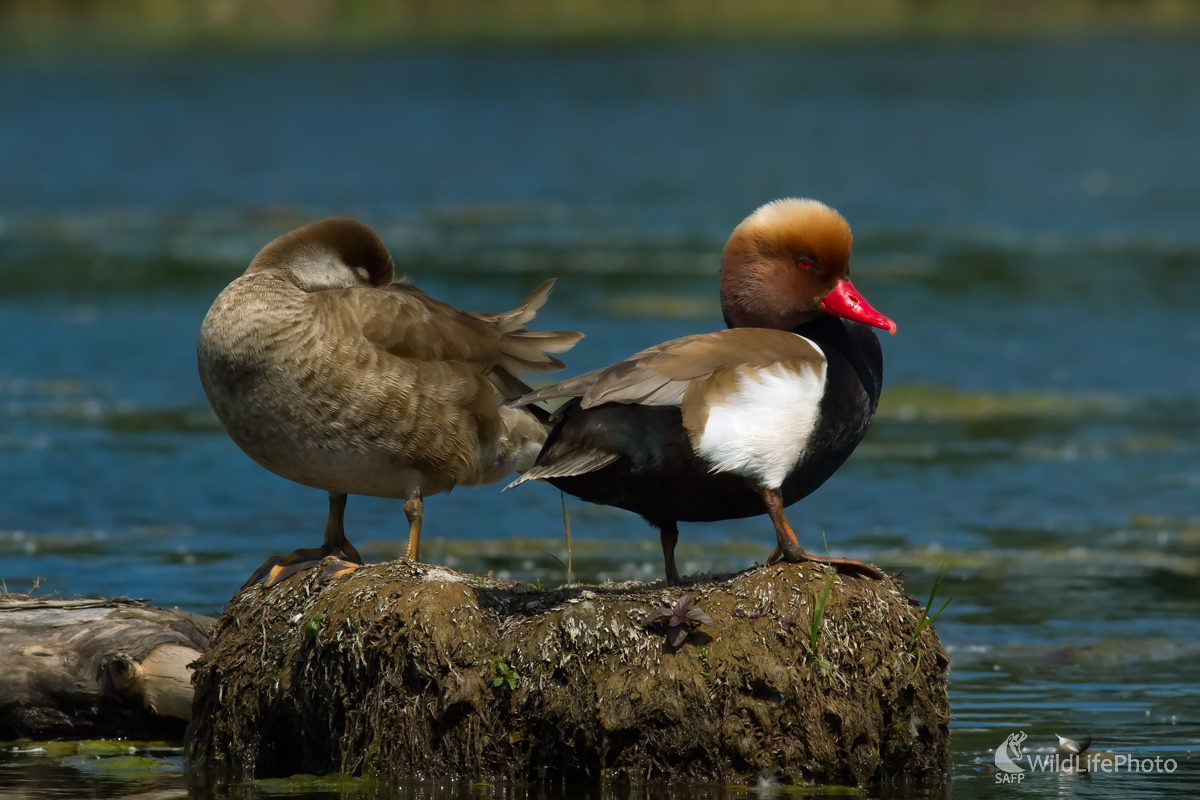 Hrdzavka potápavá (Edmund Lelkes)