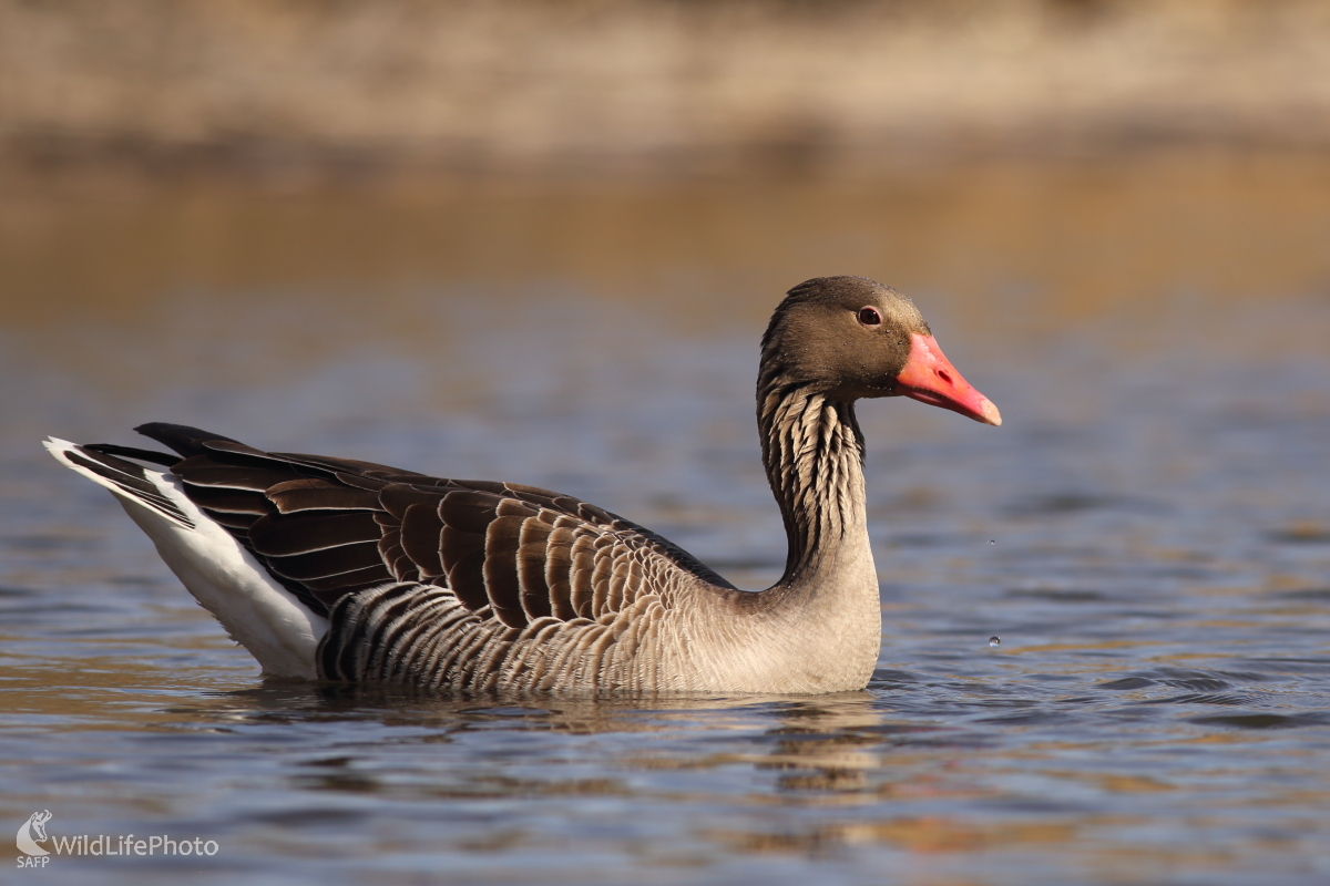 Húska (Jaroslav Šubjak)
