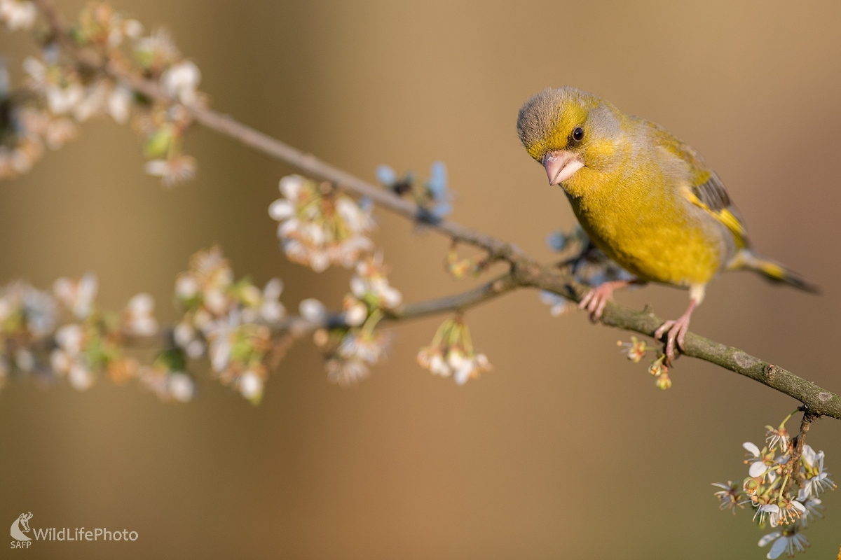 Zelienka (Ľubomír Ondráško)