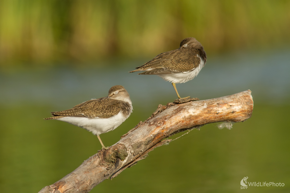 Siesta (Edmund Lelkes)