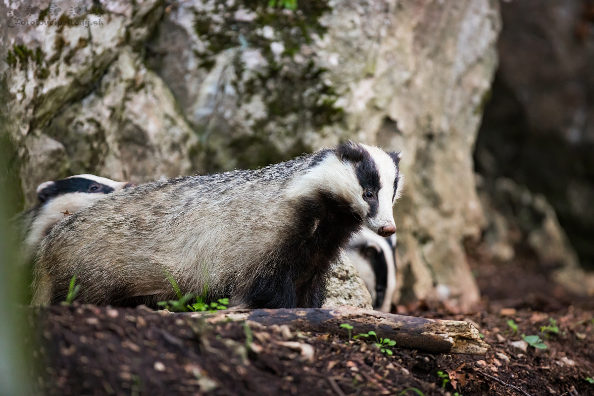 Rodinka (Martin Vondra)