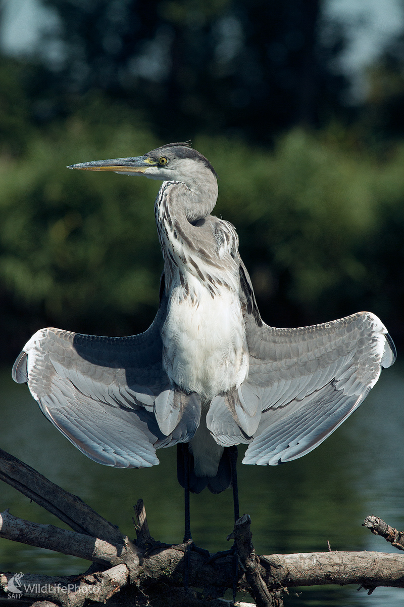 Satyr (Edmund Lelkes)