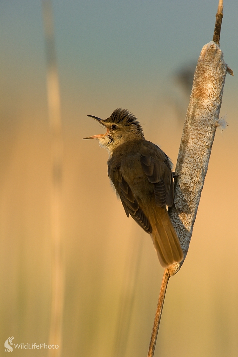 Májové spievanky (František Hromada)