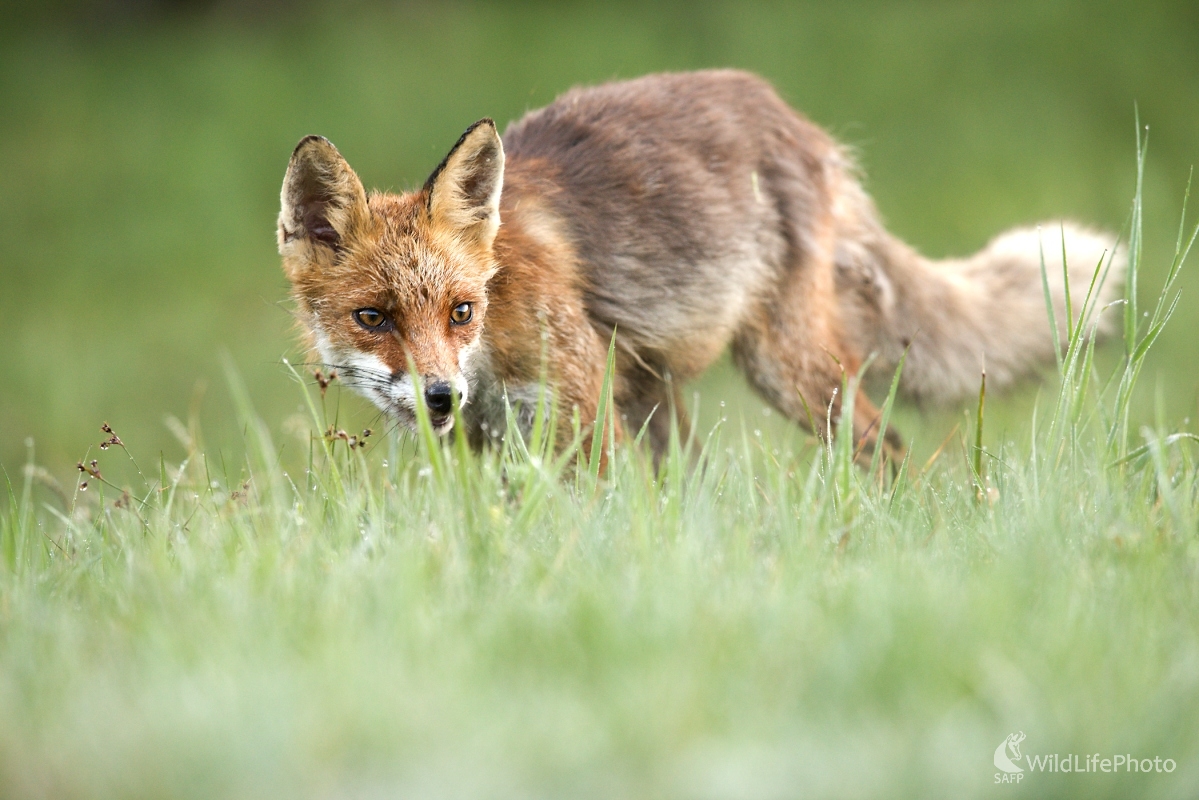 Opatrne rannou rosou (František Hromada)