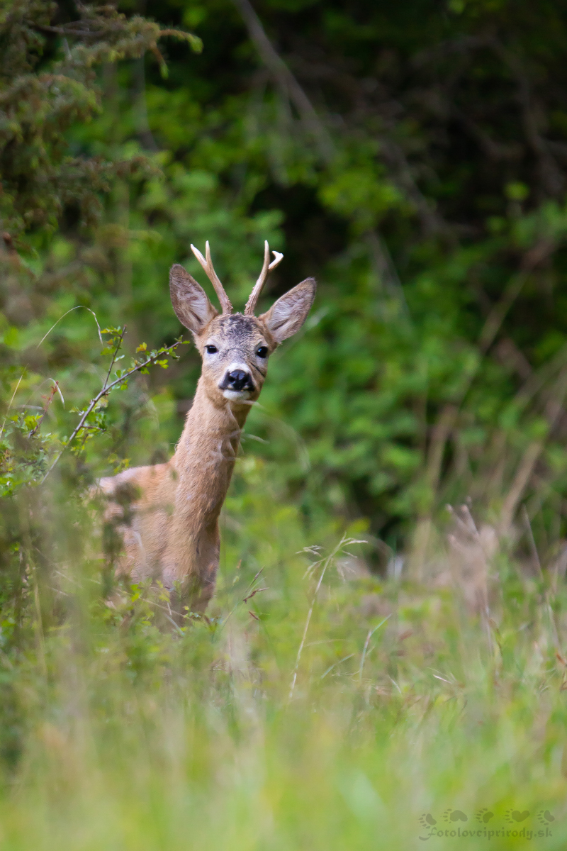 Skoro ráno  (Erik Vondra)