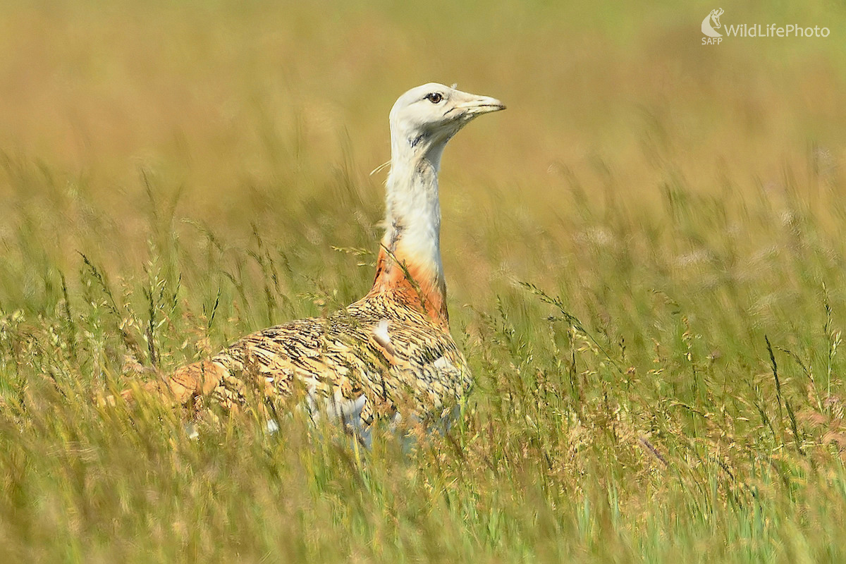 V prirodzenom prostredí (Vladimír Sabo)
