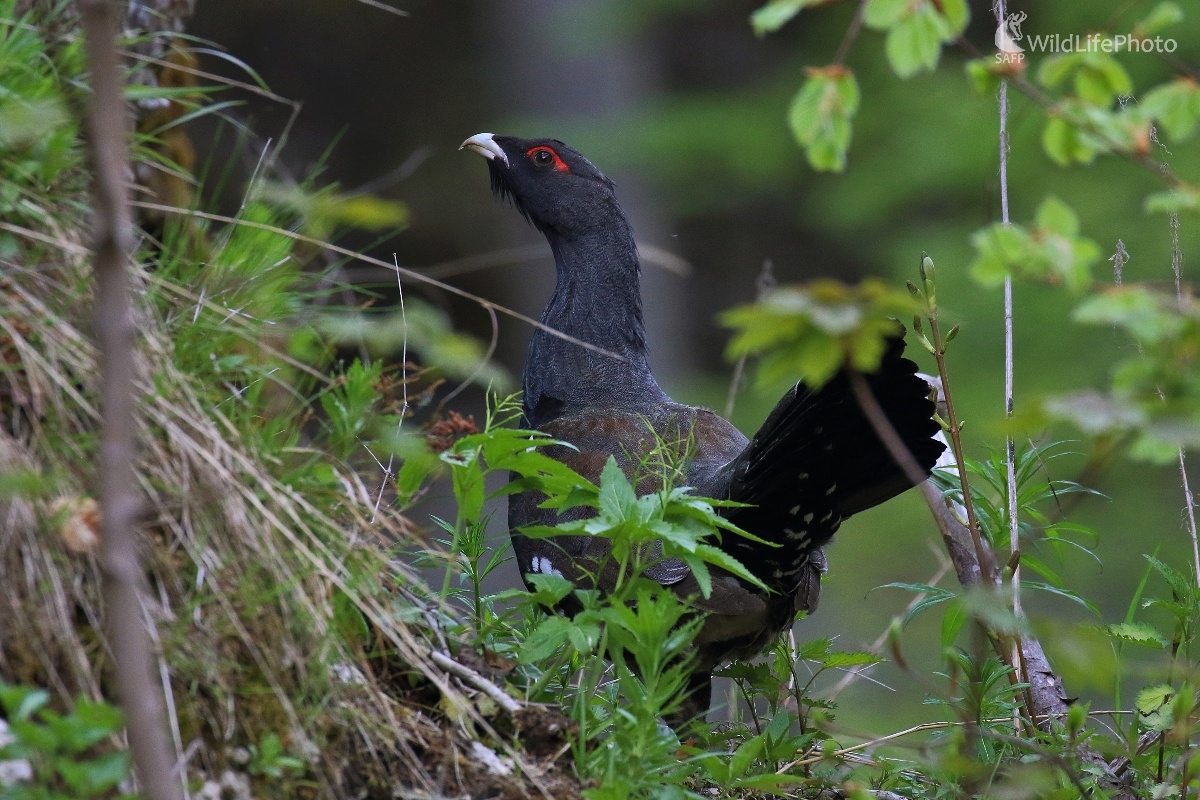 Mladý kohút (Vladimír Michalec)