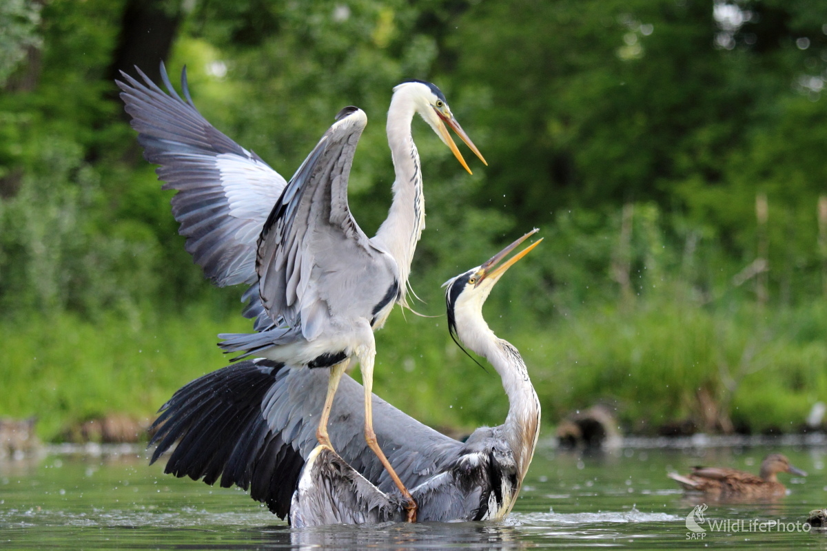 Víťaz a porazený (Jaroslav Šubjak)