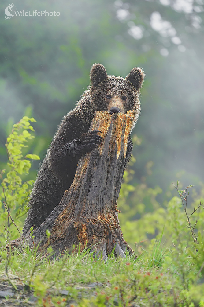Medveď (Ivan Godál)