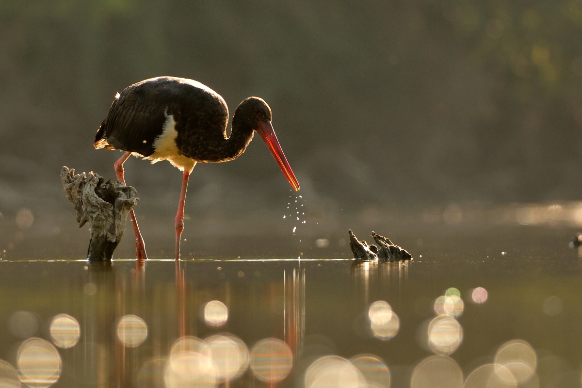 Bocian čierny (Ján Maderič)
