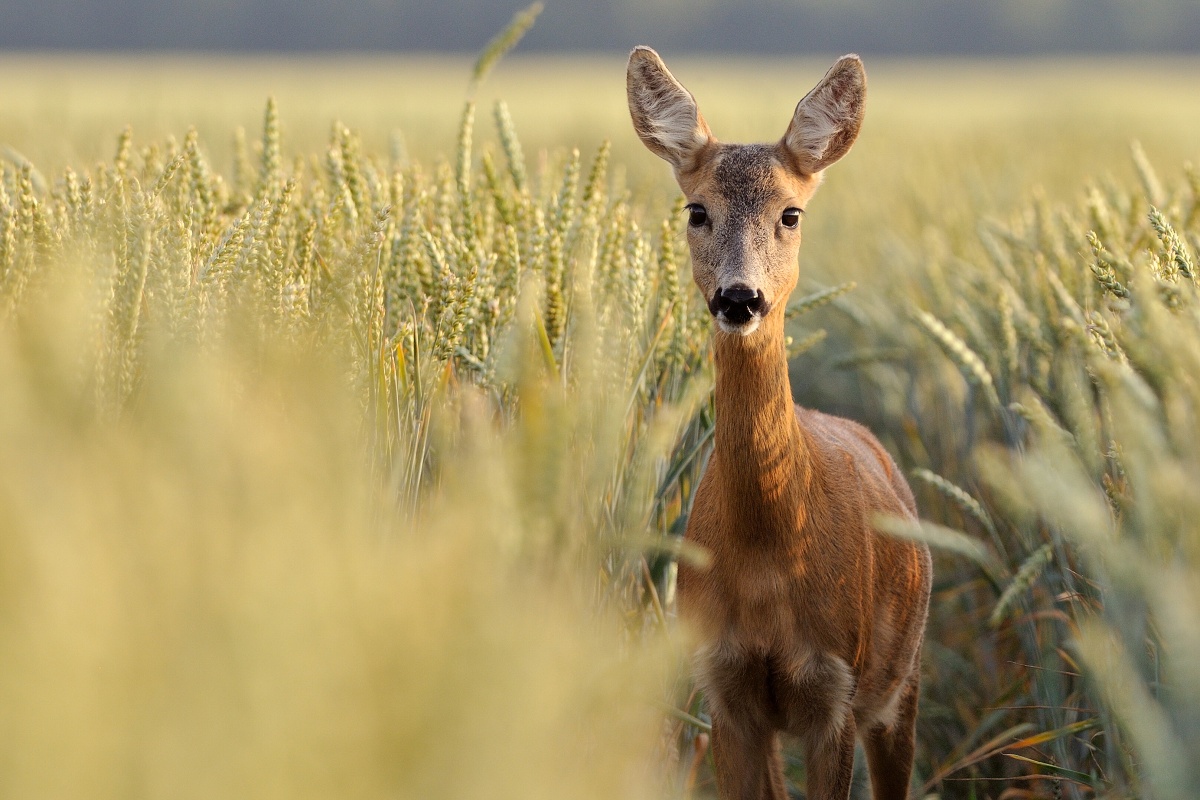 v obilí (Ján Maderič)