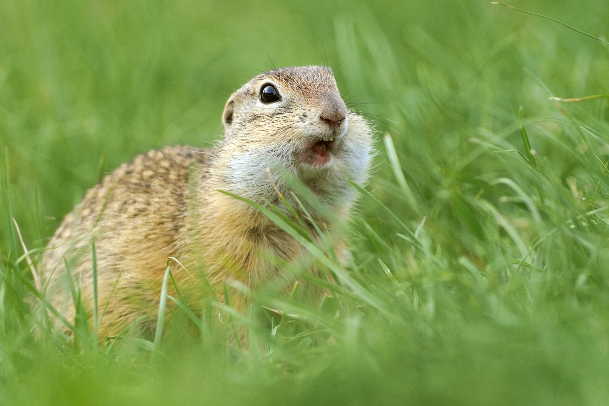 Syseľ pasienkový (Ján Maderič)