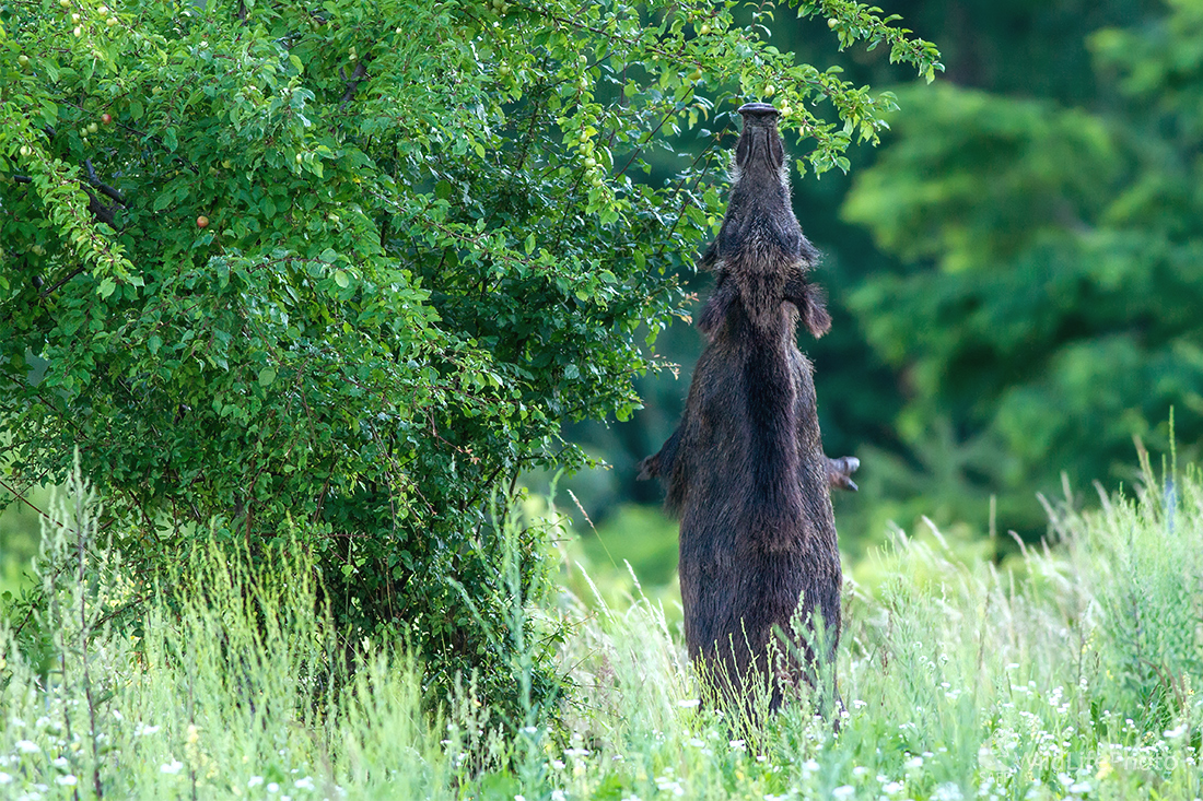 Zber ovocia začal (Ivan Holič)