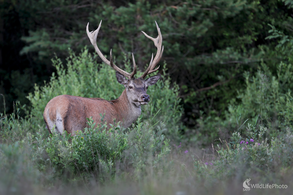 Príchod ruje  (Dominik Kalata)