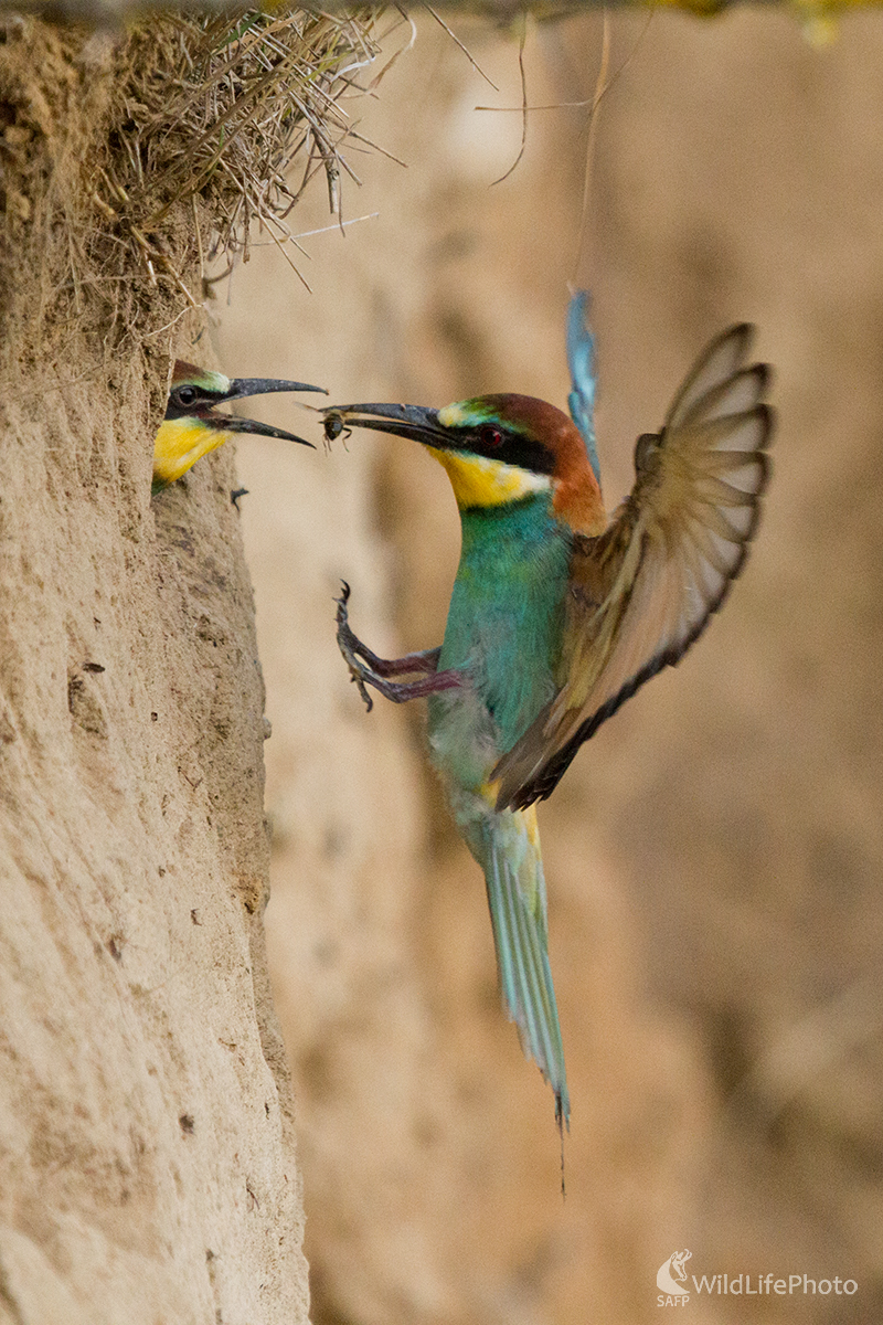 ...momentka včelárika zlatého ... (Milan Fuňák)