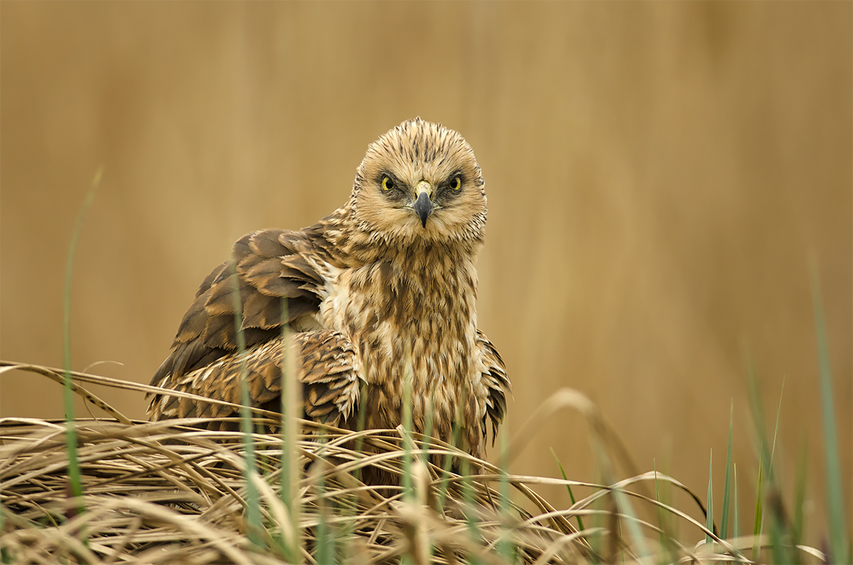 Upretý pohľad (Peter Fodor)