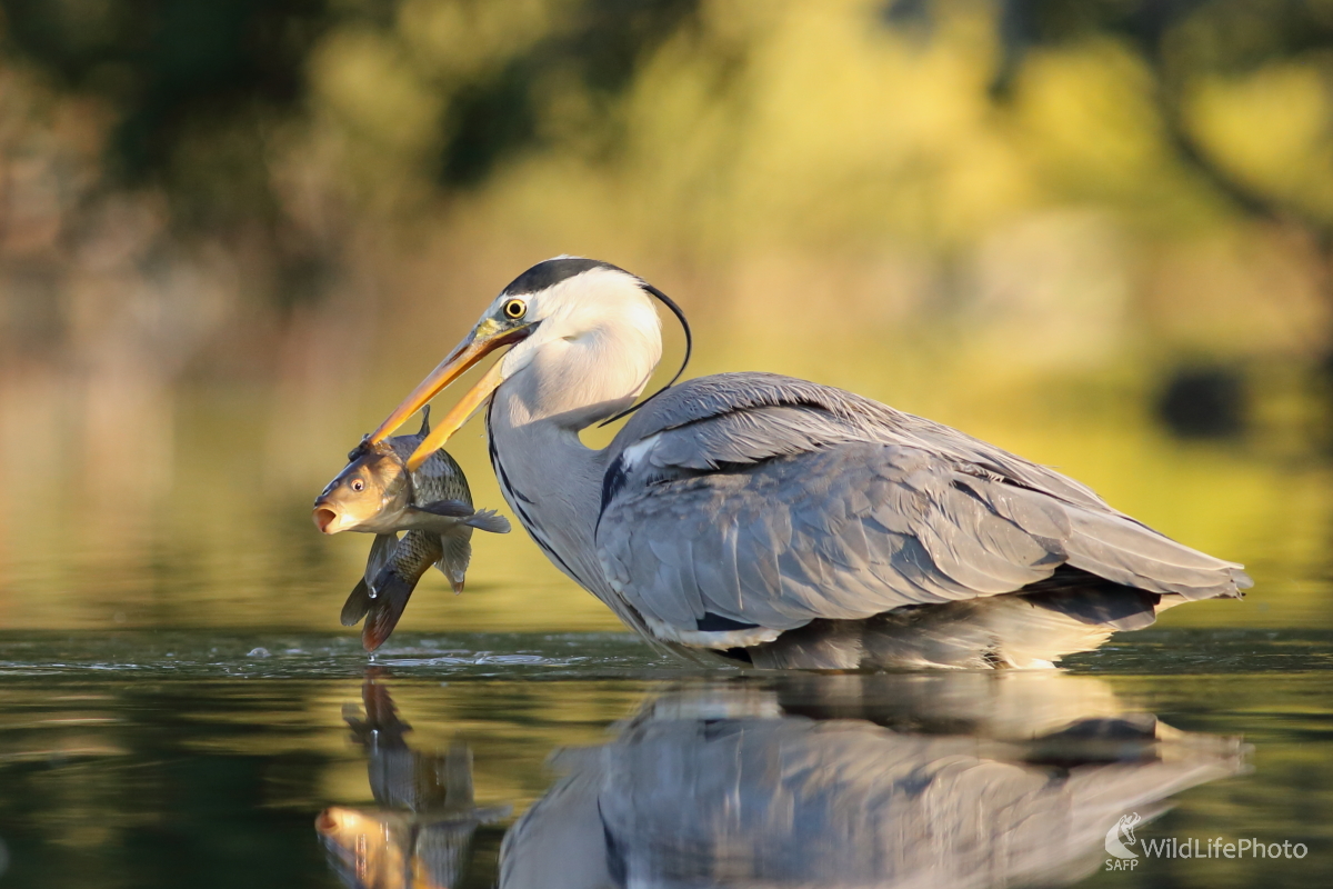 Priamy zásah (Jaroslav Šubjak)