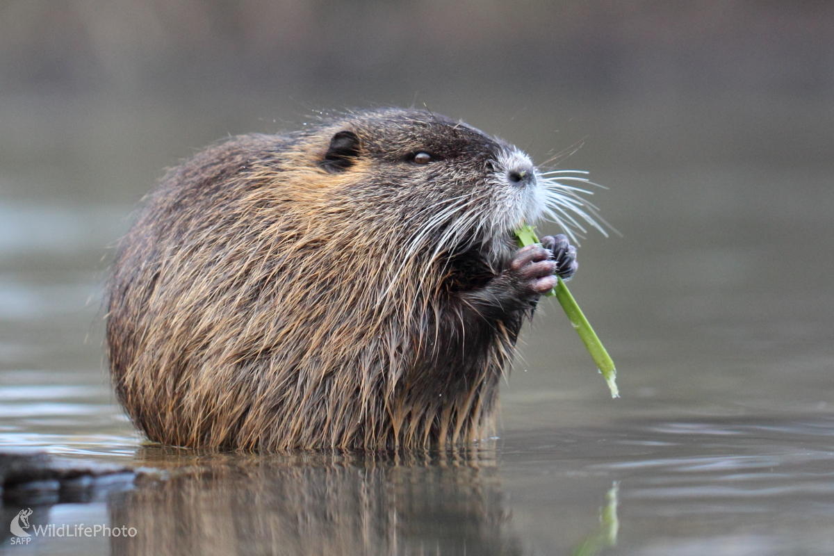 Zahrám si na píšťalke... (Jaroslav Šubjak)