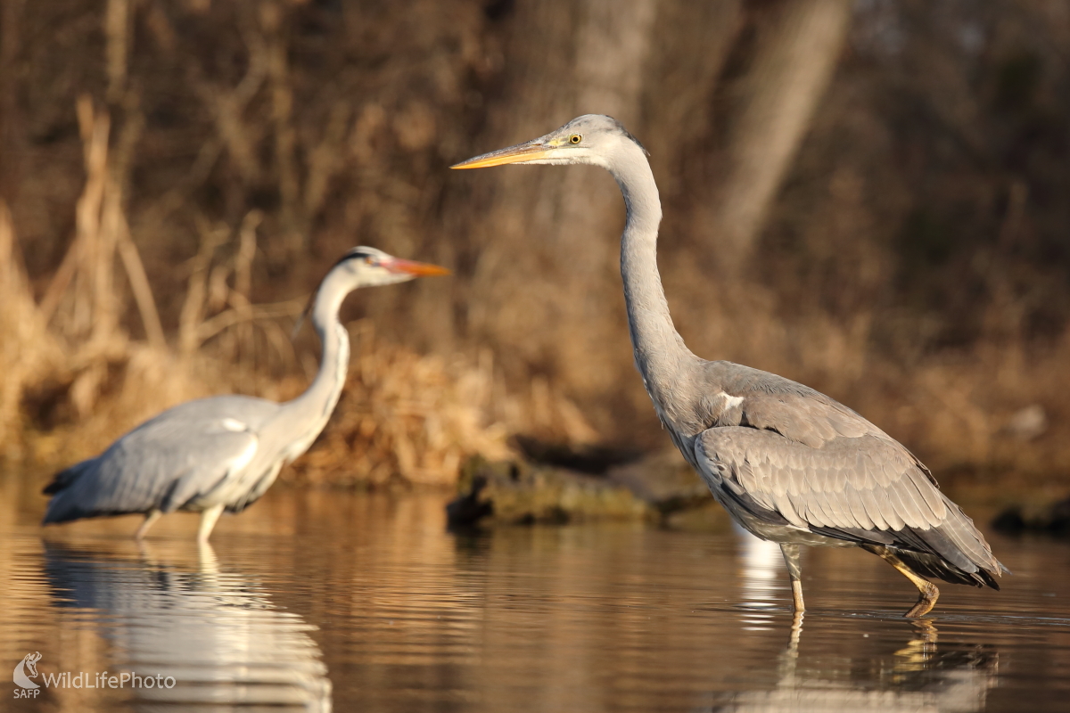 Tiché lovkyne... (Jaroslav Šubjak)