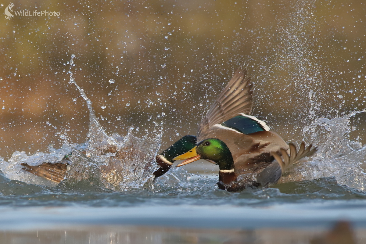 Súboj káčerov (Jaroslav Šubjak)