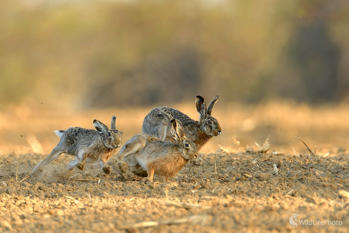 Honcovačka... (Vladimír Sabo)