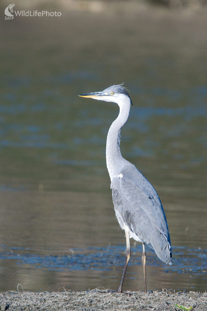 Volavka (Milan Čierny)