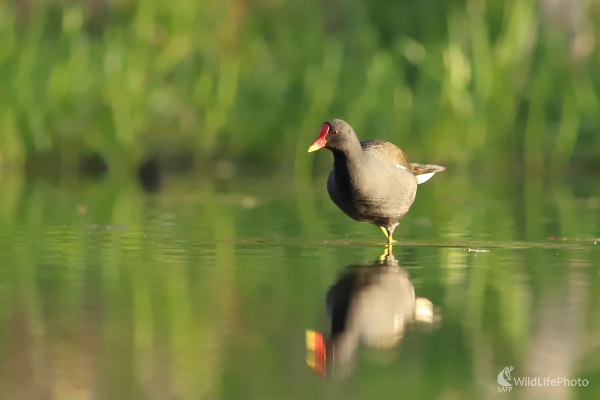 V jarnej zeleni. (Jaroslav Šubjak)