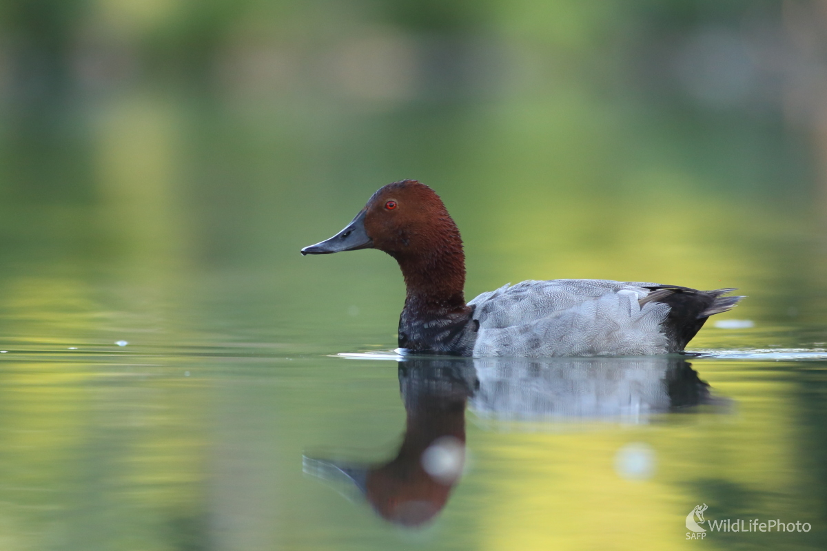 Chochlačka (Jaroslav Šubjak)