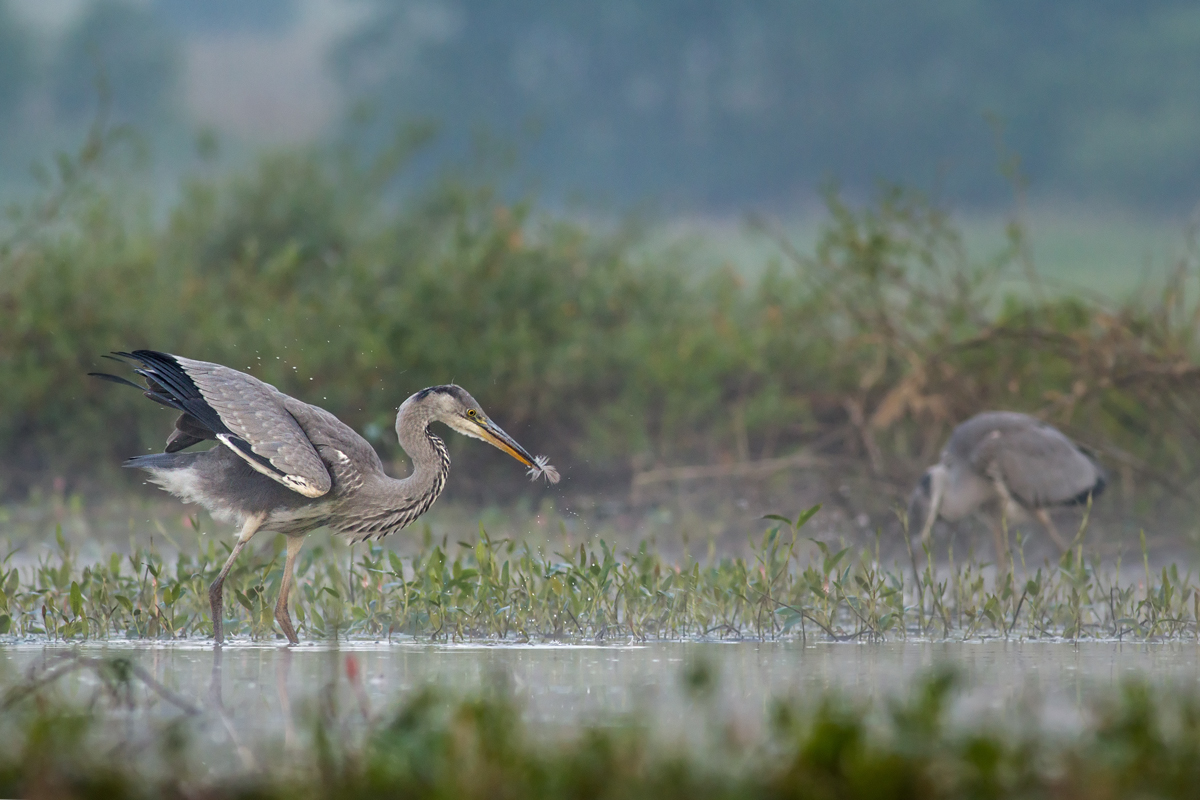 Inventúra peria (Michal Stoklasa)