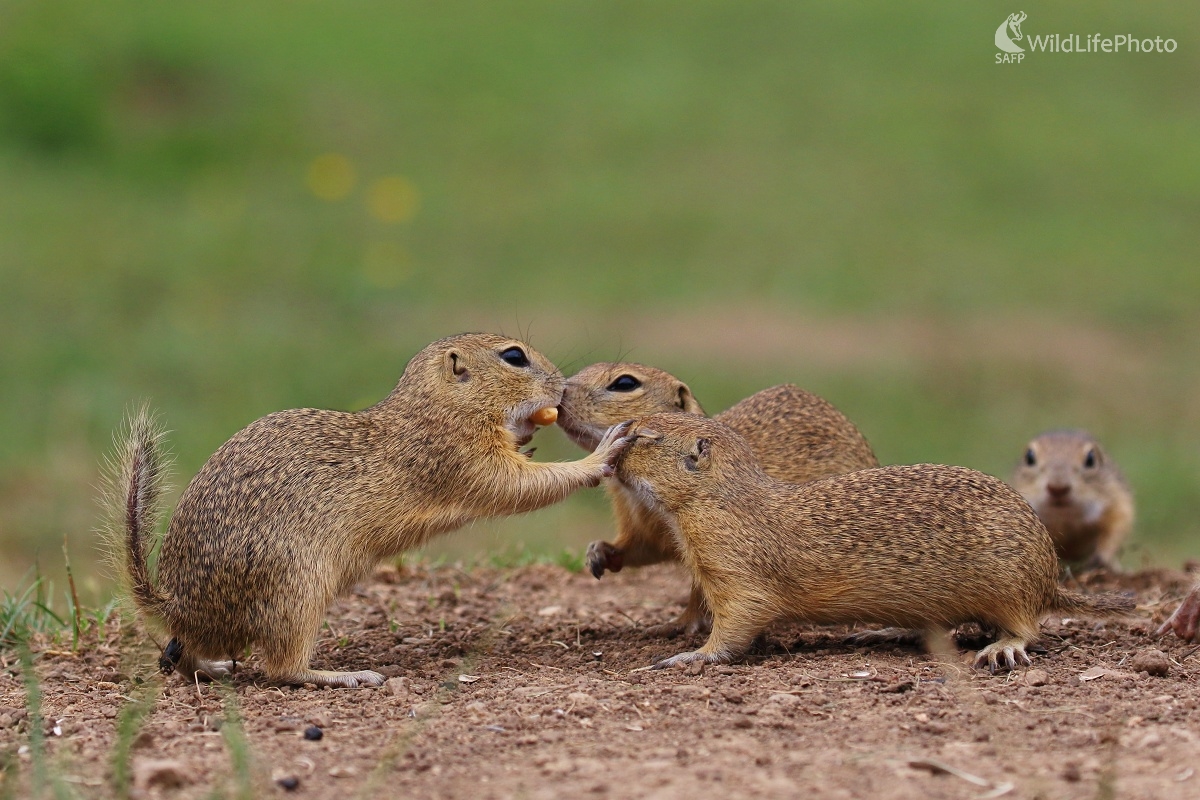 Súboj o zrnko (Vladimír Michalec)