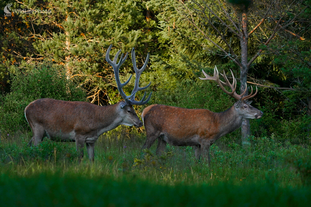 Nevytlčený starec ... (Dominik Kalata)