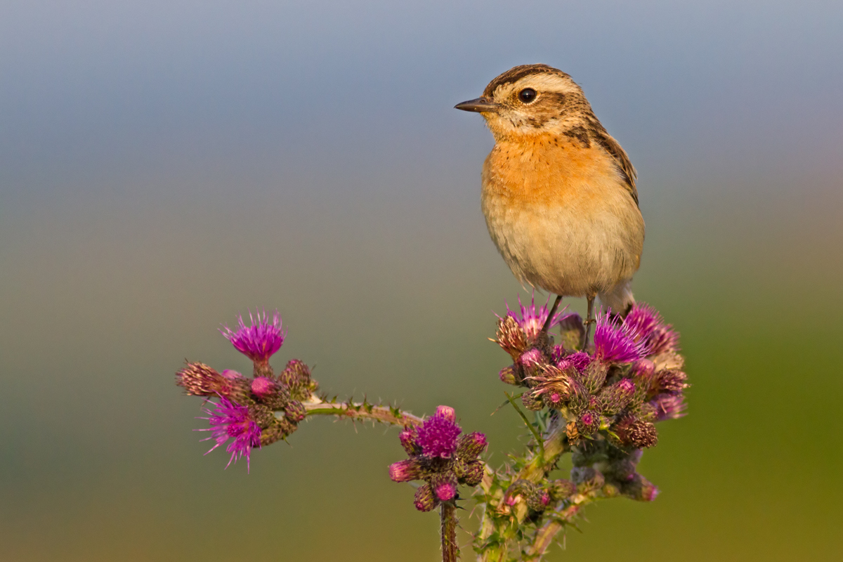 Prhlaviar (Michal Stoklasa)