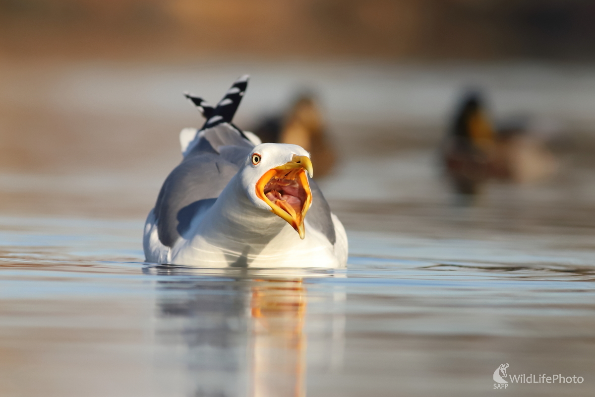Naštvaná... (Jaroslav Šubjak)